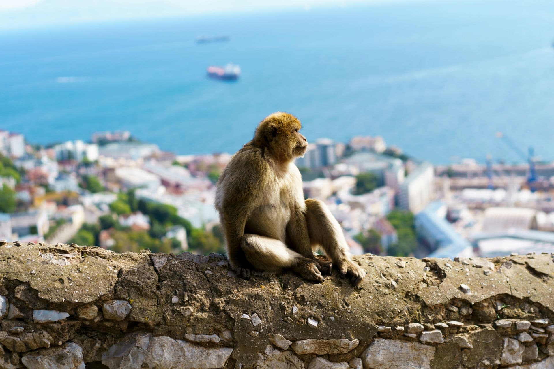 Kuva 1 Gibraltar-galleriasta